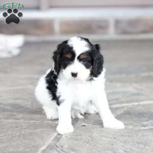 River, Cavapoo Puppy